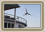 IMG_7291