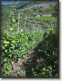 IMG_1634