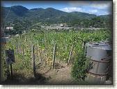IMG_1641